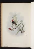 Scarlet Myzomela plate 67