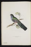 Monograph of the Trogonidae, 1:47
