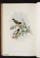 Black-headed Myzomela plate 66