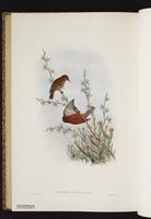 Red Myzomela plate 65