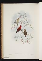 Scarlet Myzomela plate 64