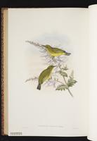 Zosterops rendovae plate 63