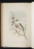 Black-crowned White-eye plate 62