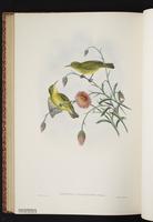 Islet White-eye plate 61