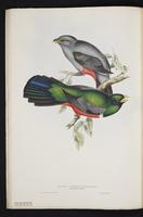 Monograph of the Trogonidae, 1:43