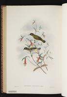 Cream-throated White-eye plate 60