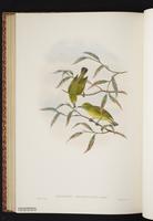 Brown Fulvetta plate 59