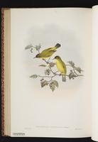 Golden-bellied White-eye plate 58