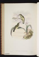 Toxorhamphus iliolophus plate 57