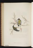 Slaty-headed Longbill plate 56