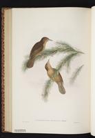 Tawny Straightbill plate 55