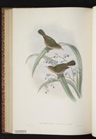 Olive Straightbill plate 54