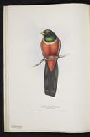 Monograph of the Trogonidae, 1:39