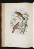 Olive Straightbill plate 53