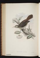 Graceless Honeyeater plate 52