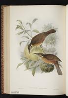 Tawny-breasted Honeyeater plate 51