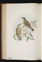 Macleay's Honeyeater plate 50