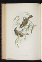 Bridled Honeyeater plate 49