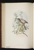 Marbled Honeyeater plate 48