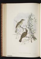 Scrub Honeyeater plate 47