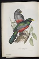Monograph of the Trogonidae, 1:35