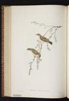 Brown-backed Honeyeater plate 46