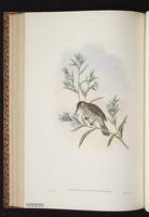 Silver-eared Honeyeater plate 45