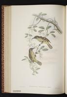 Scaly-breasted Honeyeater plate 44