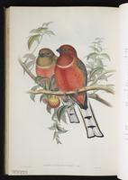 Violaceous trogon; Trogón violáceo plate 43