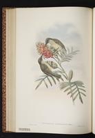 Scaly-breasted Honeyeater plate 43