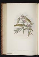 Olive Honeyeater plate 42