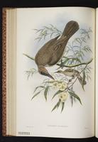 Philemon moluccensis plumigenis plate 41