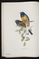 Monograph of the Trogonidae, 1:31