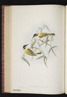 Melithreptus gularis laetior plate 40