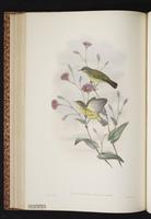 Green-backed Honeyeater plate 39