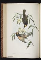 Bare-eyed Honeyeater plate 38