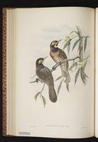 Ornate Honeyeater plate 37