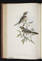 Ornate Honeyeater plate 36