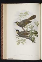 Cinnamon-browed Honeyeater plate 35