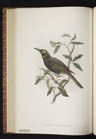 Cinnamon-browed Honeyeater plate 34