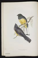 Monograph of the Trogonidae, 1:27