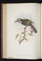 White-capped Honeyeater plate 33