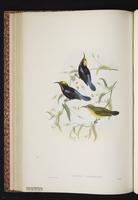 Black Sunbird plate 32