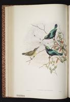Black Sunbird plate 31