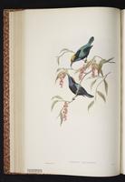 Black Sunbird plate 30