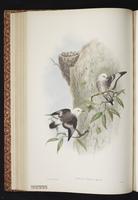 Varied Sittella plate 28