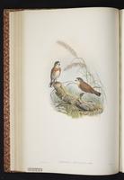 Chestnut-breasted Whiteface plate 27