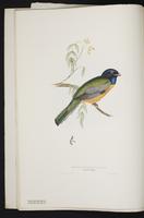 Monograph of the Trogonidae, 1:23