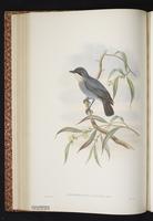 White-eyed Robin plate 26