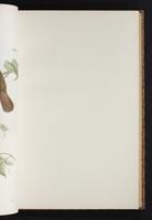 The birds of New Guinea, 1:156